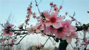 Beijing Escorted Apricot Flower Viewing Day Tour
