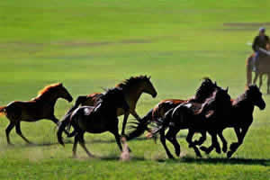 Private Kangxi Grassland Horse-riding Day Trip from Beijing