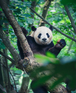 14-Day Impressed China Tour with Giant Panda