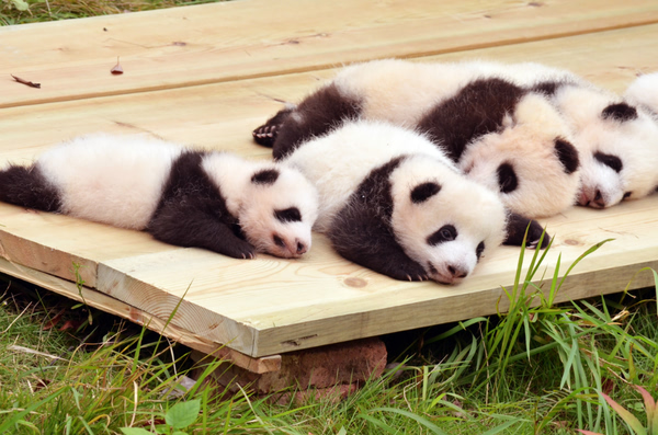 Panda Base.jpeg
