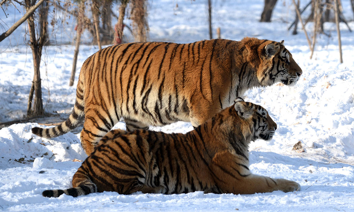 Siberian-Tiger Park.jpg