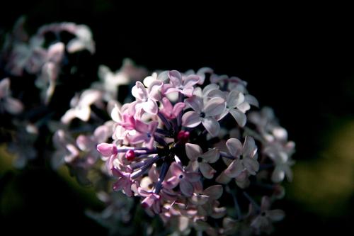 lilac flower_01.jpg