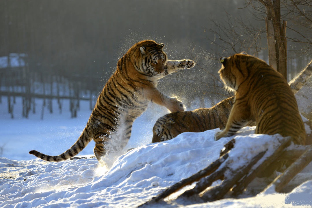Siberian Tiger Park_02.jpg
