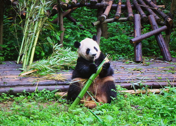 Chengdu Panda Base.png