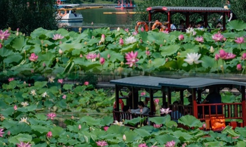summer-palace-summer summer-palace-summer