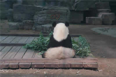Beijing Zoo & Panda House