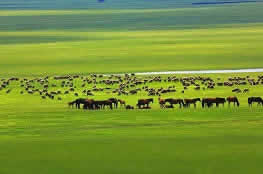 Best Inner Mongolia Day Tour: Explore Hohhot Grassland Highlights & Local Culture