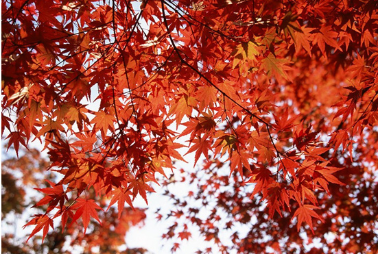 red leaf festival at Fragrant Hill.jpg