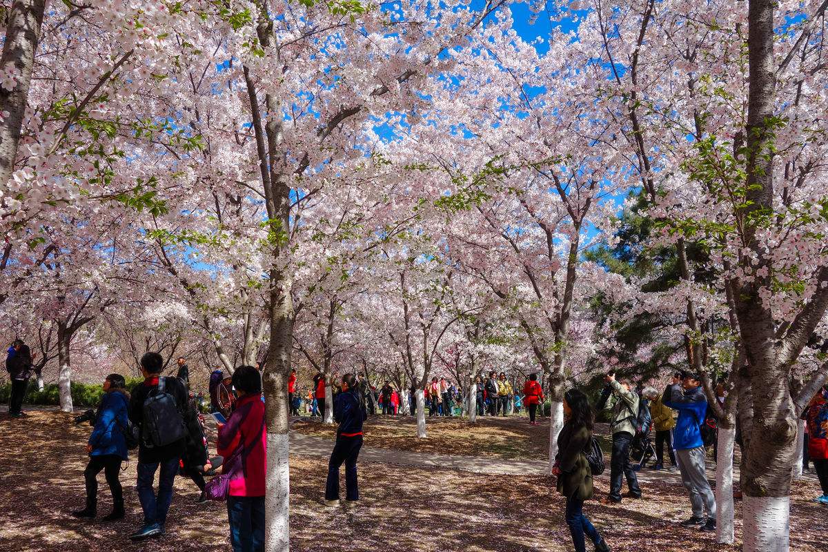 Beijing Yuyuantan Park, Jade Lake Park: A Place Famous for Cherry Blossom