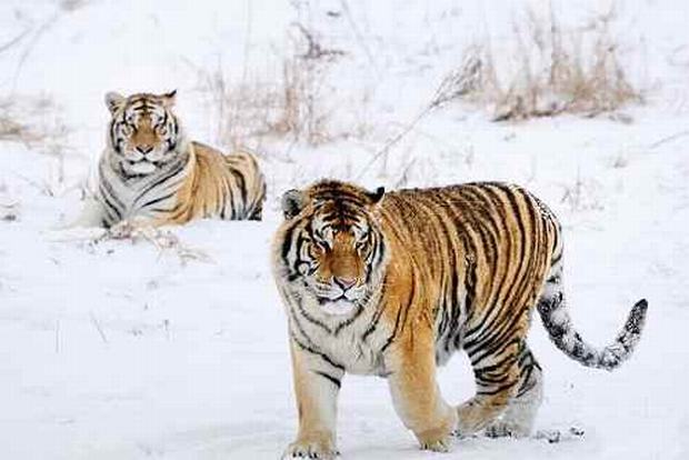 Siberian-Tiger-Park