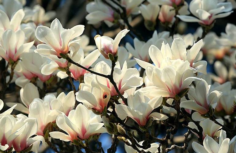 Magnolia Blossoms_01.jpg