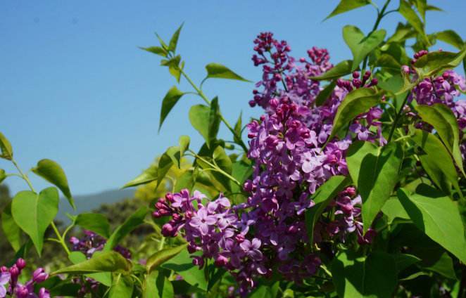 lilac flower.jpg