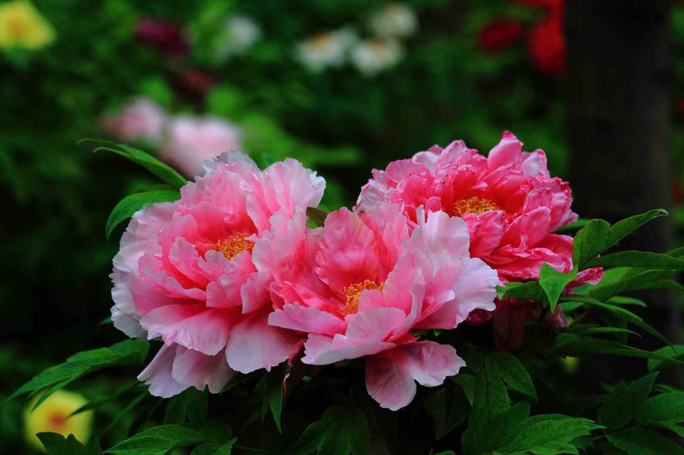 peony flower.jpg