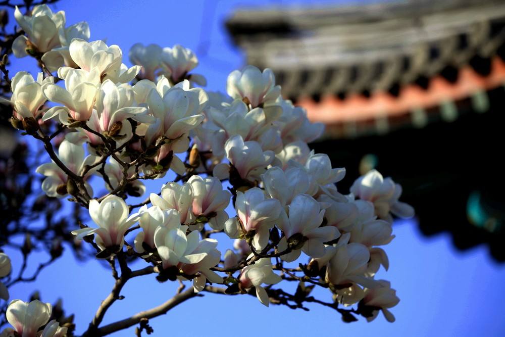 Spring in the summer palace