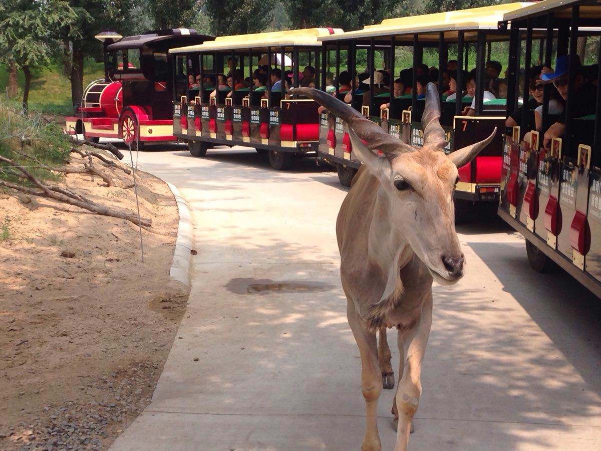 beijing wildlife park_02.jpg