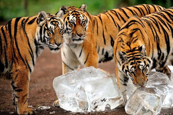 Siberian Tiger Park