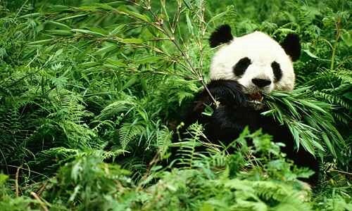 Giant-Panda