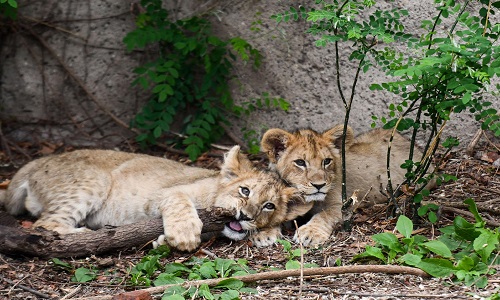 Lion-Cubs