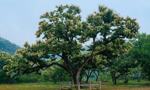 Chestnut-Tree