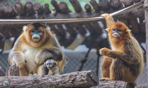 Snub-Nosed-Monkey