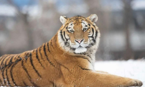 Siberian-Tiger