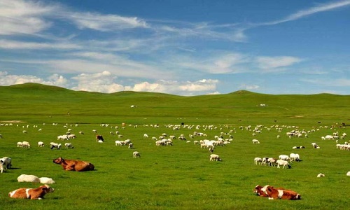 Yangshube-Pasture