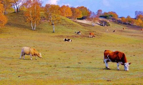 Yangshubei-Pasture-Inner-Mongolia