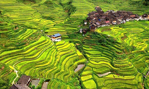 Longji-Rice-Terraces