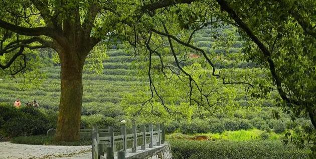 Meijiawu-Tea-Plantation