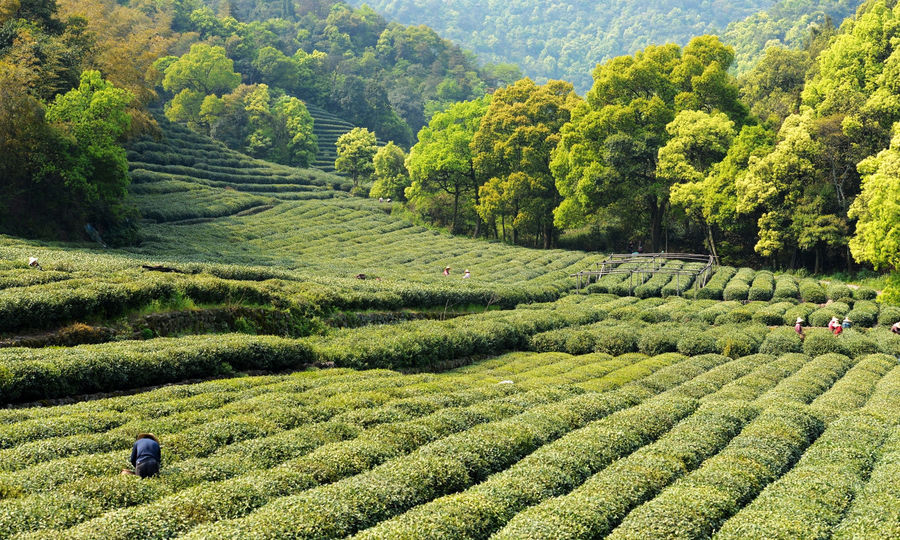 Meijiawu-Tea-Village-Hangzhou