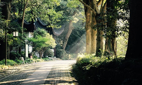 Bamboo-Path-At-Yunqi-Hangzhou