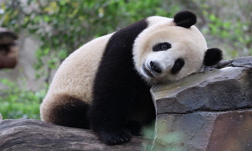 Panda-Chengdu