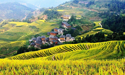 Longji-Terraced-Fields