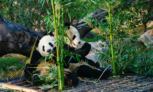 Panda-Breeding-And-Research-Center-Chengdu