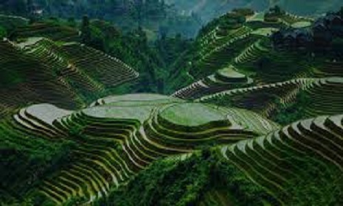 Longsheng-Rice-Terraces-Yangshuo