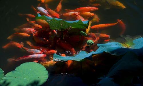 Viewing-Fish-At-The-Flower-Pond