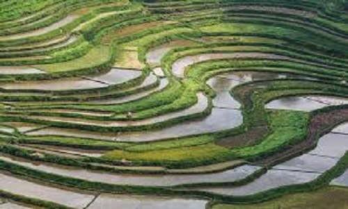 Gaoyao-Rice-Terraces