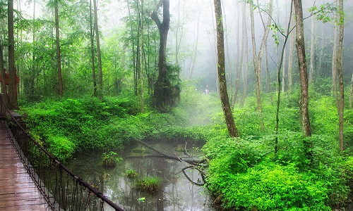 Golden-Whip-Stream-Zhangjiajie