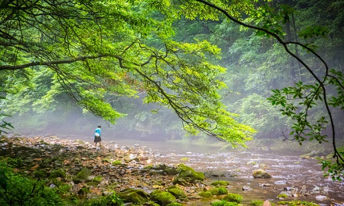 Golden-Whip-Stream-Zhangjiajie