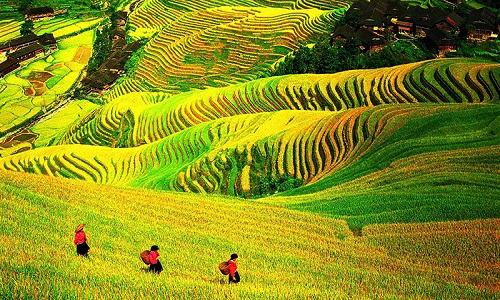 Longji-Rice-Terraces-Guilin