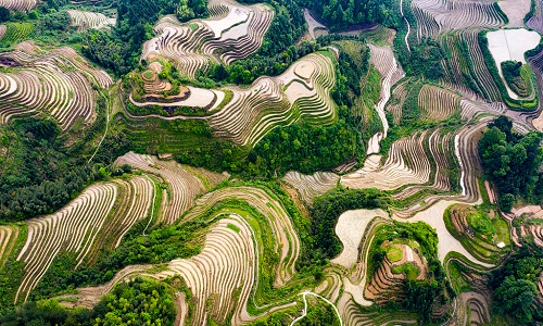 Longji-Rice-Terraces