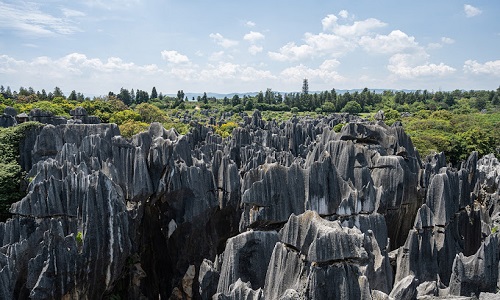 Stone-Forest