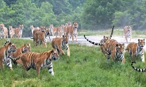 Siberian-Tiger-Park Siberian-Tiger-Park