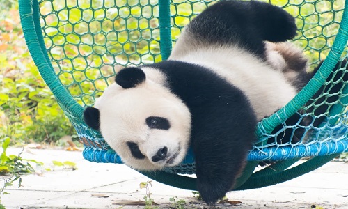 Bejing-Panda-House Bejing-Panda-House