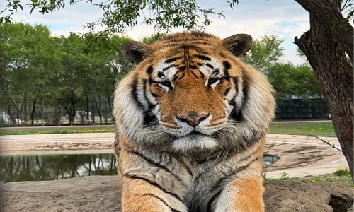 Siberian-Tiger-Park-Harbin Siberian-Tiger-Park-Harbin