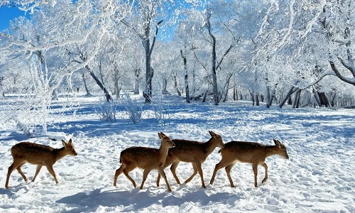 Rime-Island-Jilin Rime-Island-Jilin