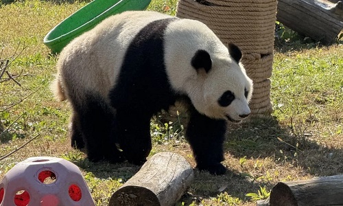 Wild-Animal-Zoo-Shenyang Wild-Animal-Zoo-Shenyang