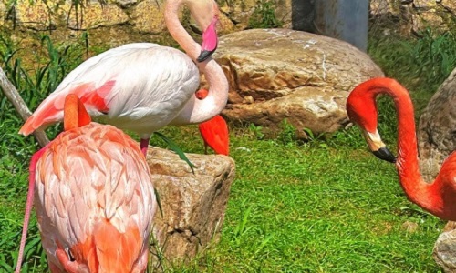 Wild-Animal-Zoo Wild-Animal-Zoo