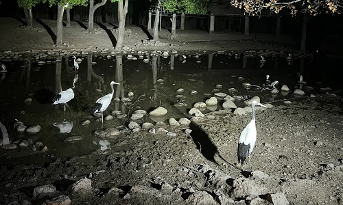 Zoo-Night-Beijing Zoo-Night-Beijing