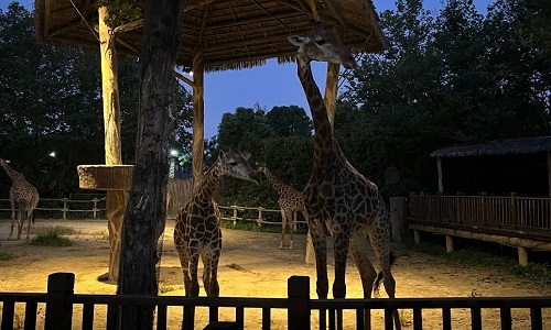 Zoo-Night Zoo-Night
